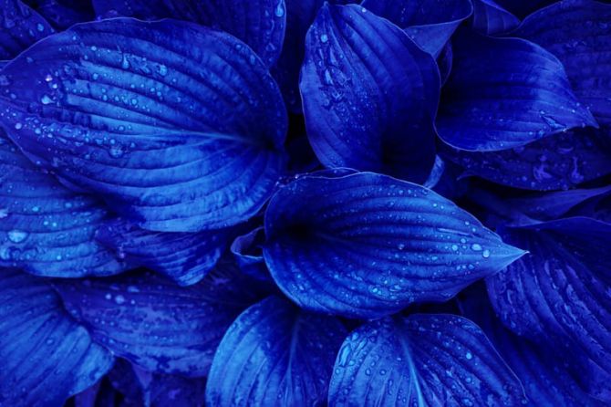 Фотообои синие листья