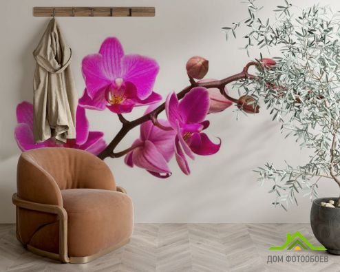 выбрать Фотошпалери Гілочка рожевої орхідеї Фотошпалери, колір: «квадратна, горизонтальна» на стіну