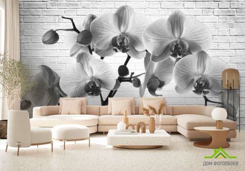 выбрать Фотообои Орхидея Фотообои Фотообои Цветы: черно-белый на стену