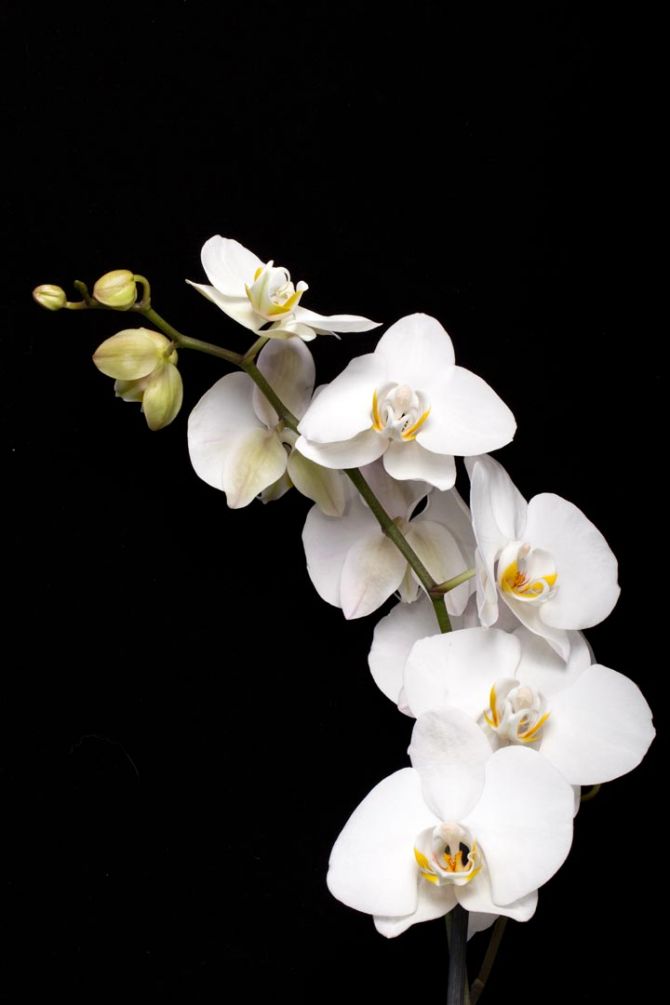 Фотообои веточка белой орхидеи на черном фоне