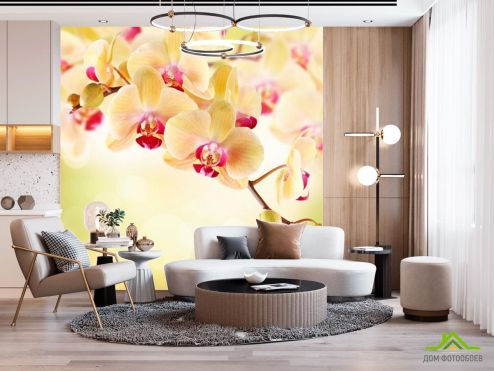 выбрать Фотошпалери Орхідея кремова Фотошпалери, колір: «бежевий, квадратна» на стіну