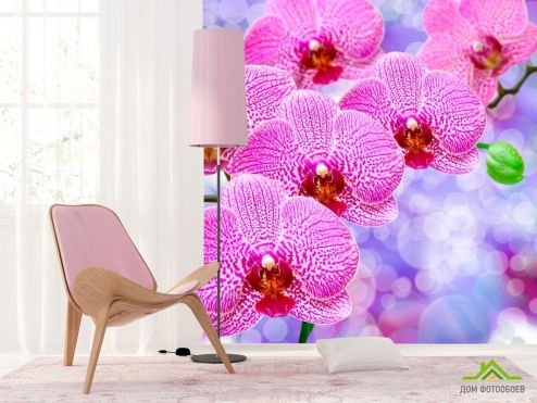 выбрать Фотообои Орхидеи распустились розовые Фотообои Фотообои Цветы: квадратная ориентация на стену
