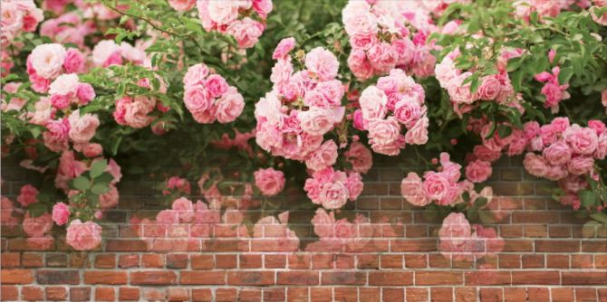 Фотообои Розы, стена