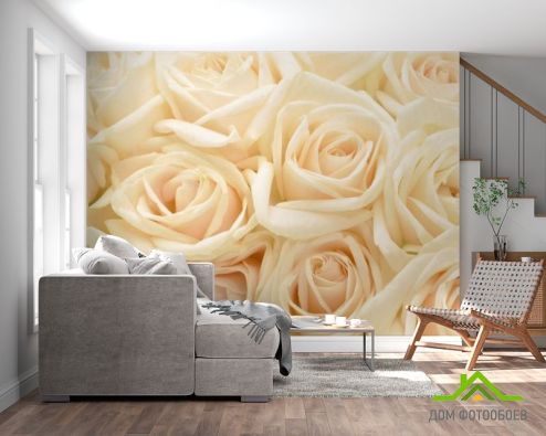 выбрать Фотошпалери кремові троянди Фотошпалери Фотошпалери Квіти: квадратна, горизонтальна орієнтація на стіну