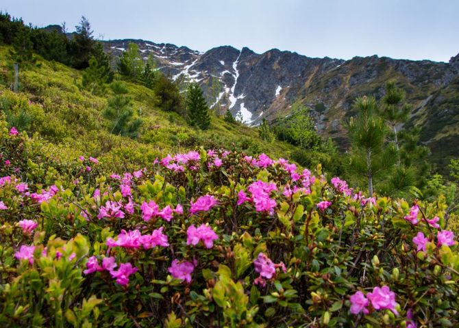 Фотообои цветы на поляне в горах