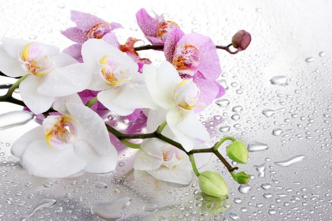 Фотошпалери орхідеї на тлі краплями з