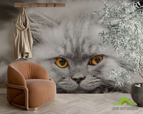 выбрать Фотообои Серый котенок Фотообои Фотообои Животные: горизонталная, горизонтальная ориентация на стену