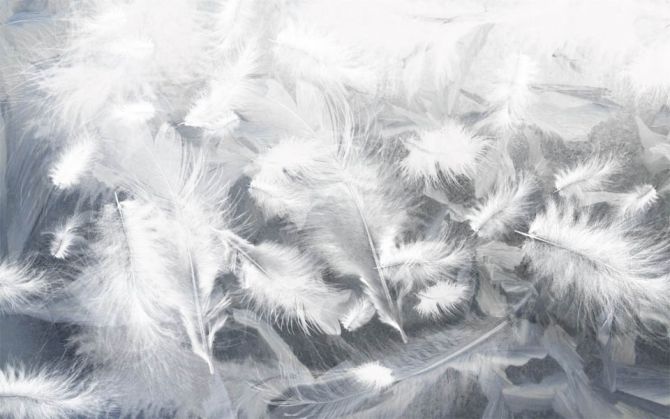 Фотообои Воздушные белые перья