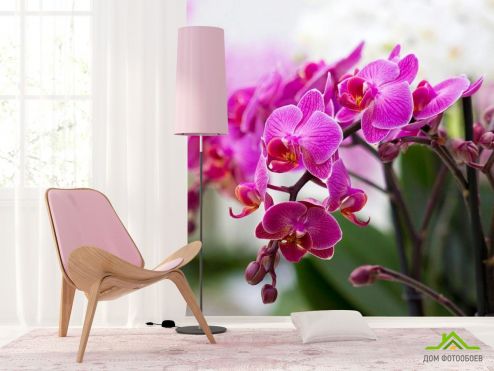 выбрать Фотообои Орхидеи соцветие Фотообои Фотообои Цветы: фото  на стену