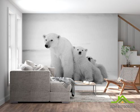 выбрать Фотообои Медведи полярные Фотообои Животные на стену