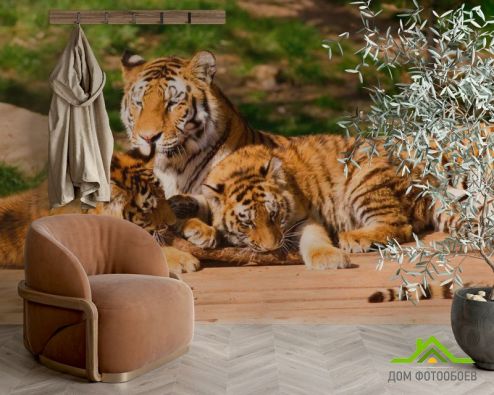 выбрать Фотообои Семья тигров Фотообои Тигры на стену