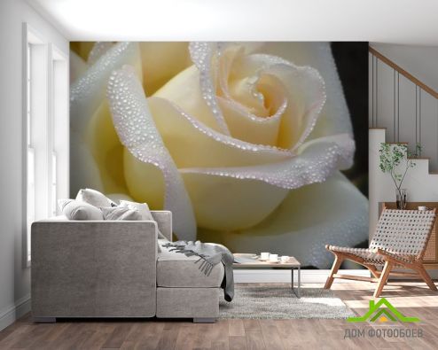 выбрать Фотообои белая роза с каплями Фотообои Фотообои Цветы: горизонталная, горизонтальная ориентация на стену
