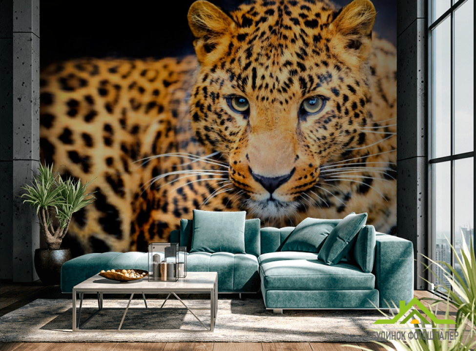 выбрать Фотообои Гепард на охоте Каталог фотообоев на стену