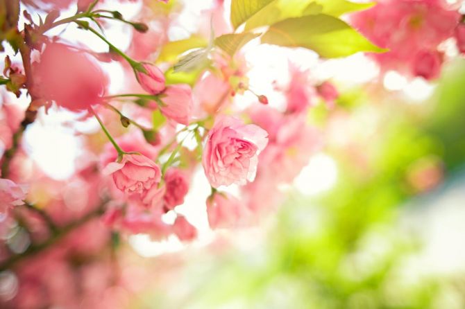 Фотообои розовые цветки