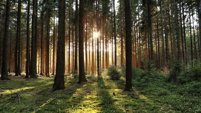 Фотошпалери сонце пробивається в лісі