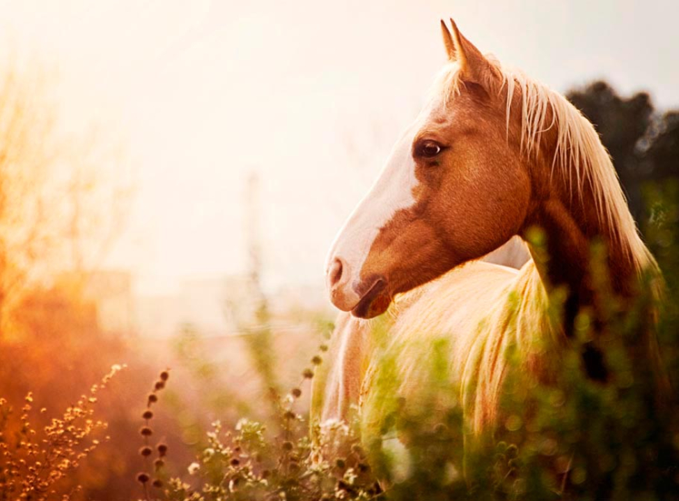 выбрать Фотообои Лошадь среди трав Каталог фотообоев на стену