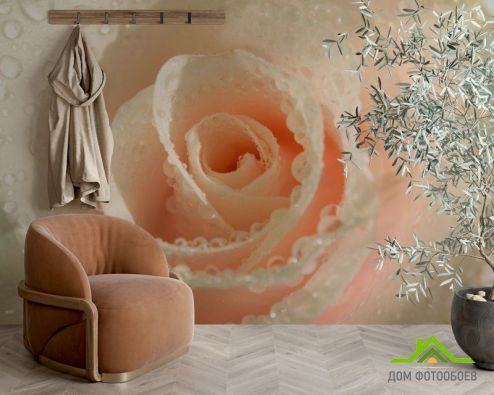 выбрать Фотообои Кремовая роза и роса Фотообои, цвет: «бежевый» на стену