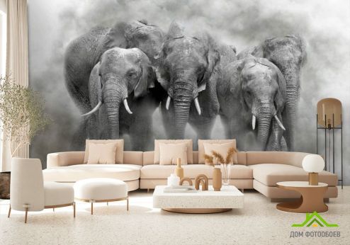 выбрать Фотообои слоны Фотообои Фотообои Животные: горизонталная, горизонтальная ориентация на стену