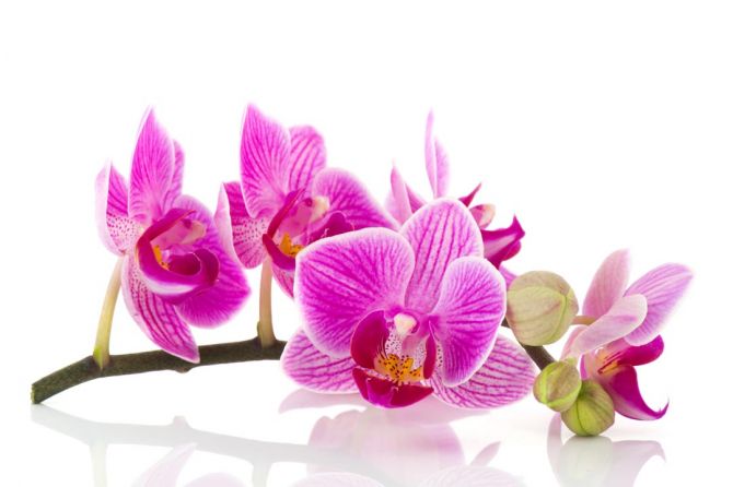 Фотошпалери рожева орхідея на білому тлі