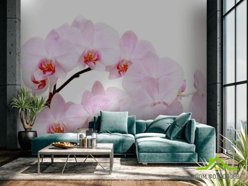 выбрать Фотошпалери Білосніжні квіти орхідеї Фотошпалери Квіти на стіну