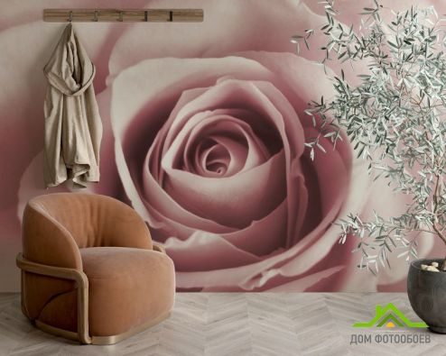 выбрать Фотообои бутон розовой розы Фотообои Фотообои Цветы:  на стену