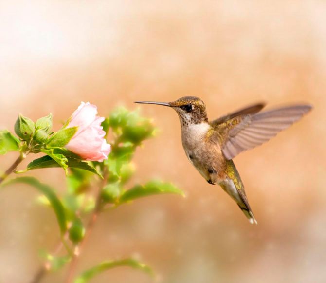 Фотообои Полет колибри