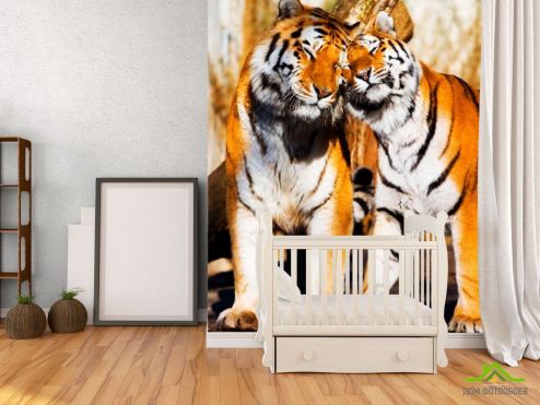 выбрать Фотошпалери Любов тигрів Фотошпалери Фотошпалери Тварини: Тигри, вертикальна на стіну