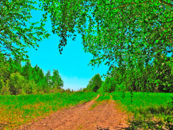 Фотообои Зеленый простор