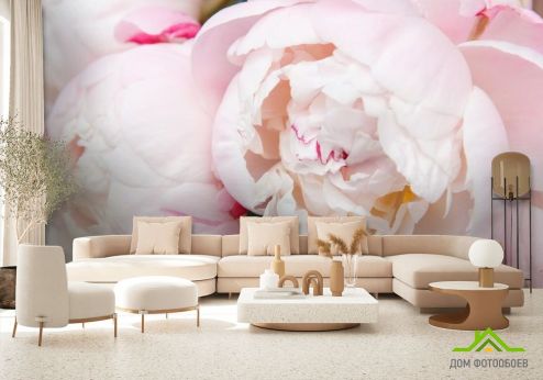 выбрать Фотообои нежные бело-розовые пионы Фотообои Цветы на стену
