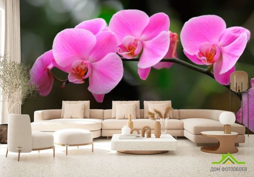 выбрать Фотообои Орхидеи нежно-розовые Розовые фотообои на стену