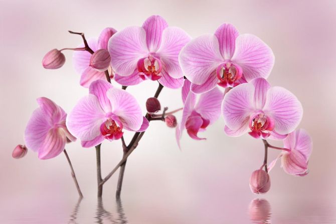 Фотообои сиреневые орхидеи из воды