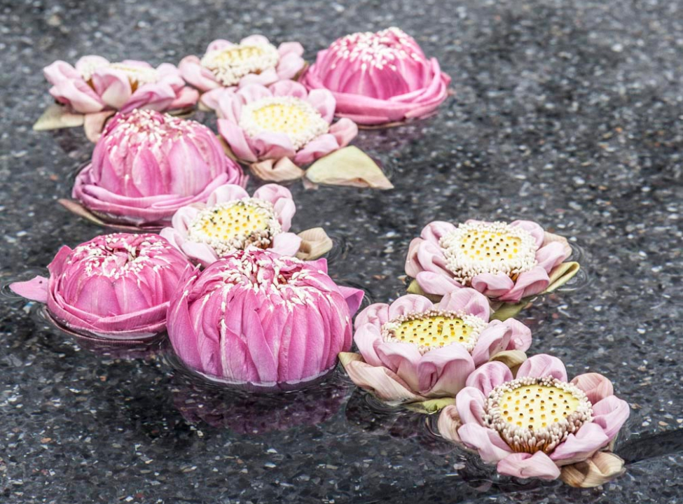 выбрать Фотошпалери Півонії на воді Каталог фотошпалер на стіну