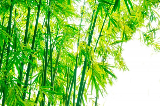 Фотошпалери Дітки, бамбук