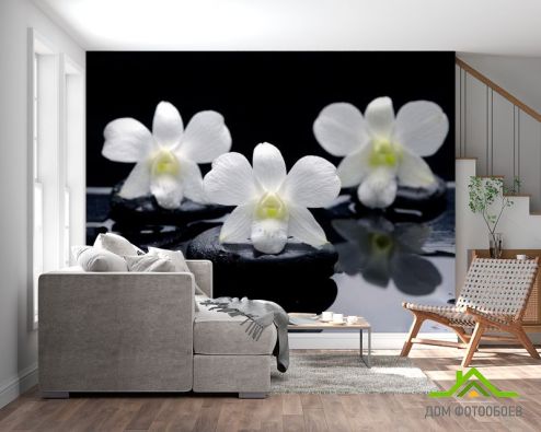 выбрать Фотообои Белые орхидеи на камнях Фотообои Фотообои Цветы: фото, черный  на стену