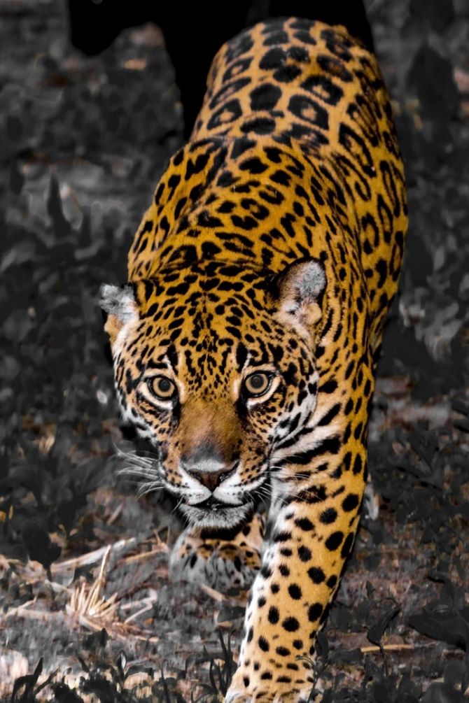 Фотошпалери леопард крадеться