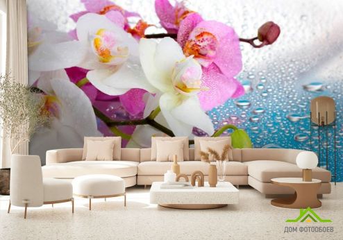 выбрать Фотошпалери Орхідеї малинові і білі Фотошпалери Фотошпалери Орхідеї: фото  на стіну