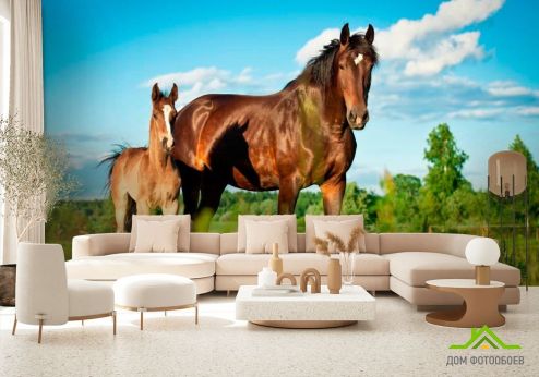 выбрать Фотообои Лошадь с жеребенком Фотообои Фотообои Лошади: горизонталная, горизонтальная ориентация на стену