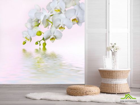 выбрать Фотообои белая орхидея над водой  на стену