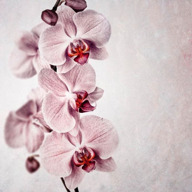 Фотошпалери Сіренькі орхідеї