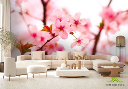 выбрать Фотообои Цветы вишни весной Фотообои Фотообои Цветы: розовый на стену