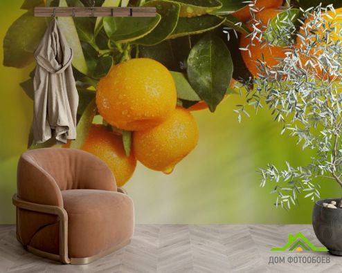 выбрать Фотообои Сочные апельсины Фотообои Еда и напитки на стену