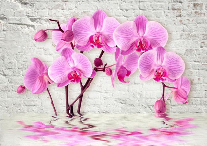 Фотообои 3д орхидея