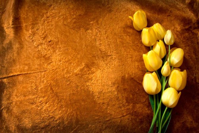 Фотошпалери Жовті тюльпани