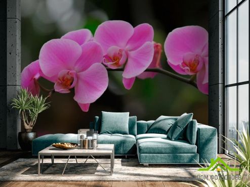 выбрать Фотообои Орхидеи нежно-розовые Фотообои Фотообои Орхидеи: фото  на стену
