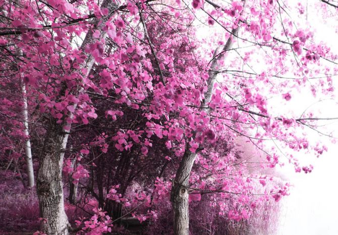 Фотообои Розовое дерево