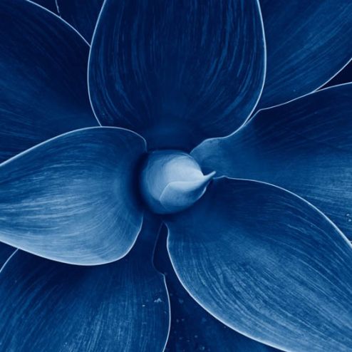 выбрать Фотообои синий цветок Синие фотообои на стену
