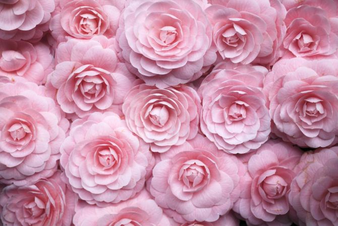 Фотообои широкие розы