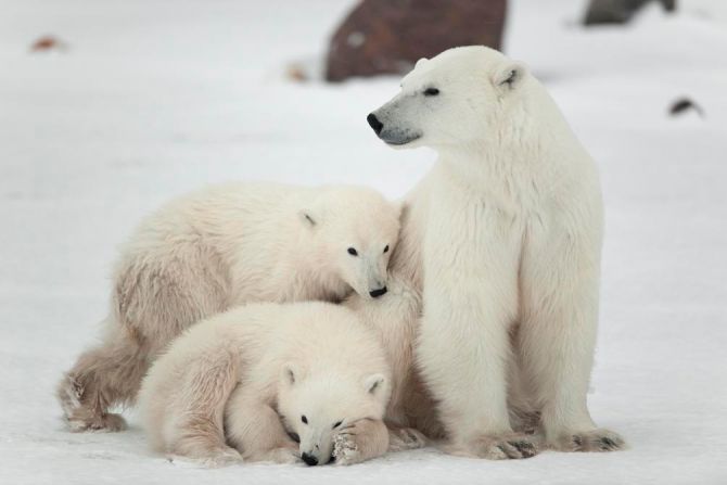Фотошпалери Сім'я білих ведмедів