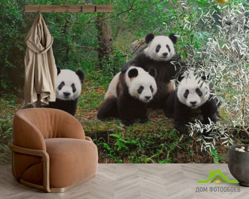 выбрать Фотообои Панды в лесу Фотообои Животные на стену