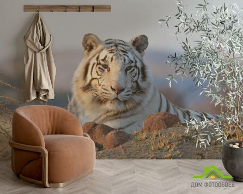 выбрать Фотошпалери білий тигр Фотошпалери Фотошпалери Тварини: квадратна, горизонтальна орієнтація на стіну